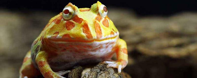 黄金角蛙寿命有多长,用冷水养殖寿命会更长