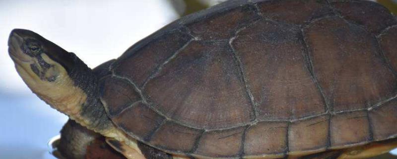 纯种越南石金钱龟的鉴别,可从外形,头部,眼睛和体重方便鉴别