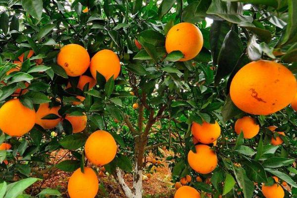 橙子树施肥时间和方法