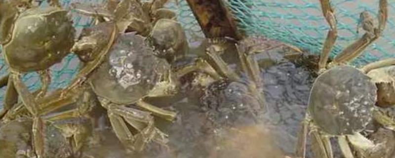 螃蟹养殖技术大全，日喂食量为总体重的8-10%