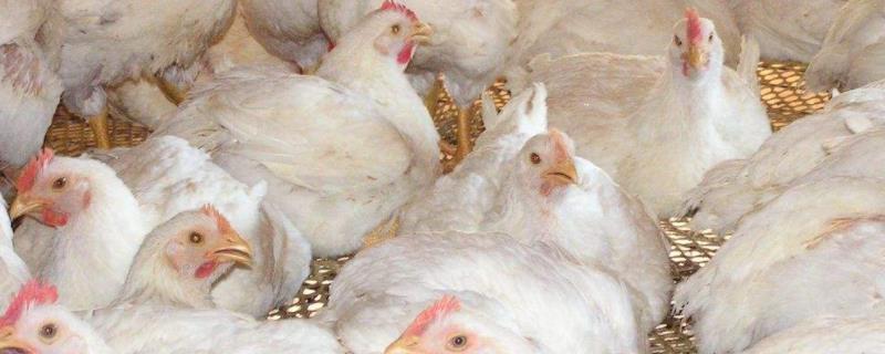 肉鸡养殖技术，鸡舍温度随着鸡的生长应当逐步降低