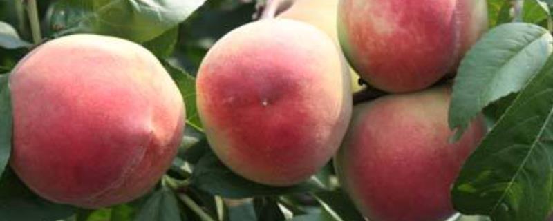 水蜜桃几月份成熟，多少钱一斤