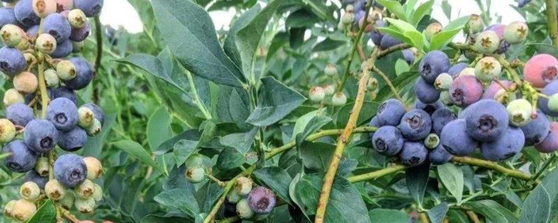 种植蓝莓要什么条件，偏酸性的土壤环境较合适