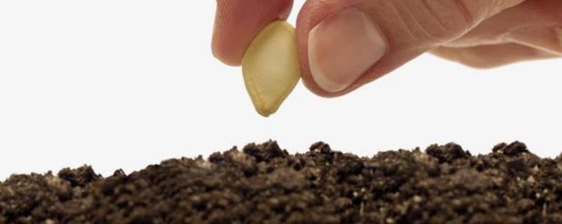 蔬菜种子种植方法，播种前需浸种催芽