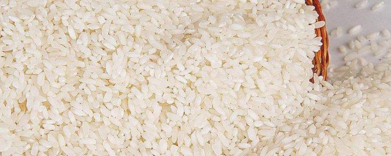 粳米是什么米？和大米的区别在哪