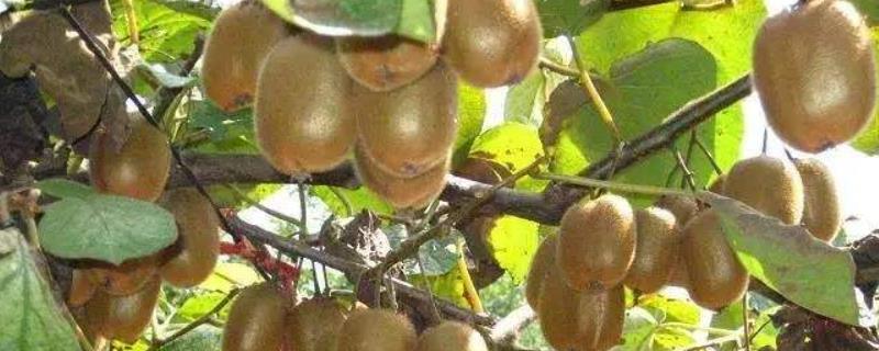 奇异果是什么，奇异果与猕猴桃的区别