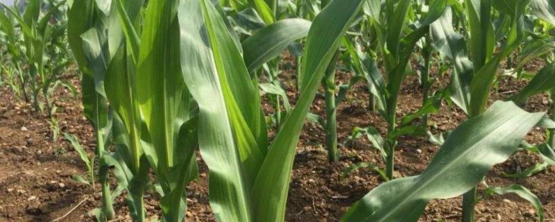 玉米怎样种植，玉米大喇叭口期需要重施肥