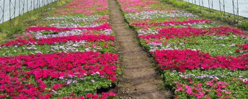 花卉养殖方法，土壤通常以腐叶土、细沙、园土配制而成