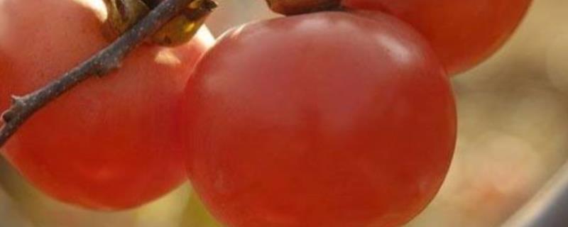 柿子不能和什么一起吃，柿子的食用禁忌有哪些