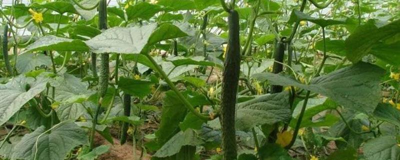 黄瓜种植栽培管理技术，需要及时摘心打顶