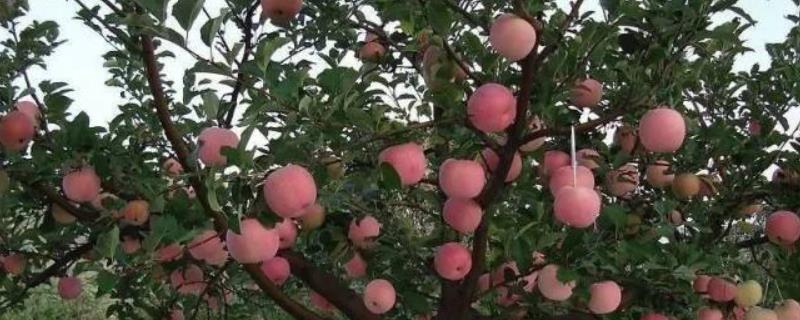 苹果树新品种介绍，分别介绍华冠、红玉、夏绿和早捷