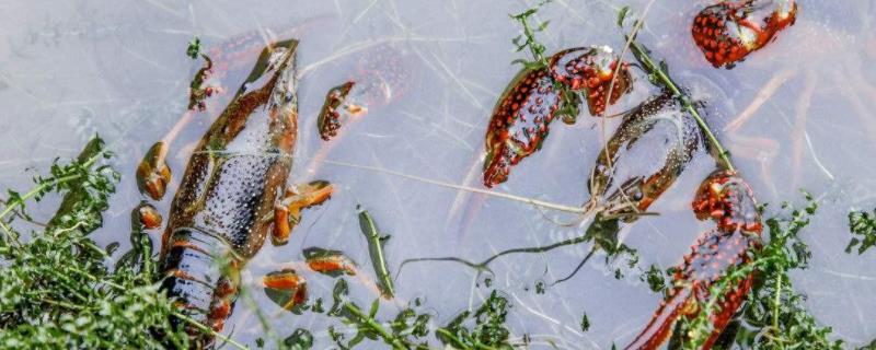 淡水龙虾养殖方法，日食量为重量的3-6%