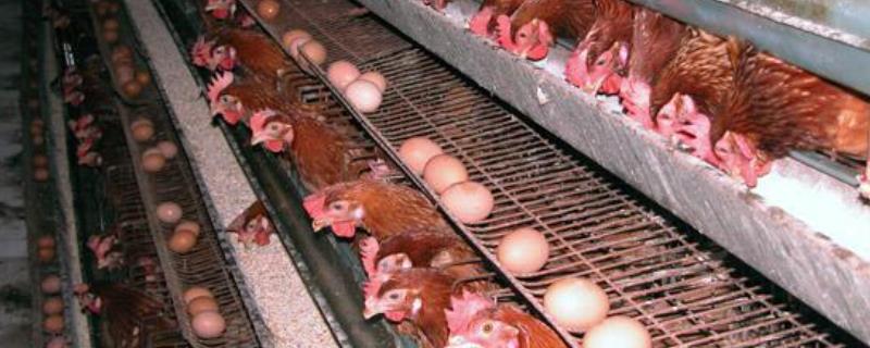 蛋鸡养殖技术，附不同阶段的管理