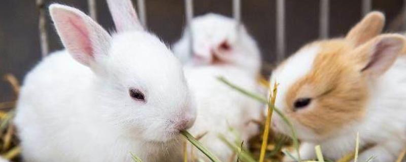 肉兔养殖方法，配种期间需要加强营养管理