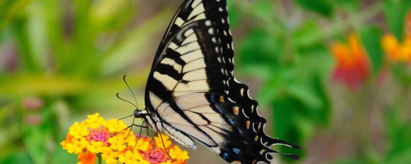 蝴蝶的天敌是什么？它到底是益虫还是害虫？