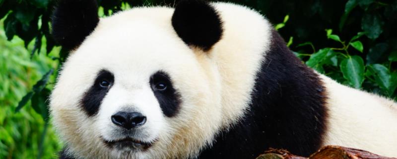 动物园的大熊猫吃不吃肉？附进食特点