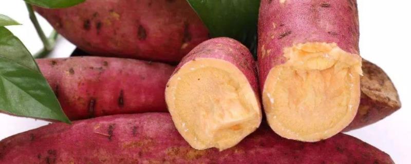毛薯的种植方法和时间，选择品质好产量高的品种