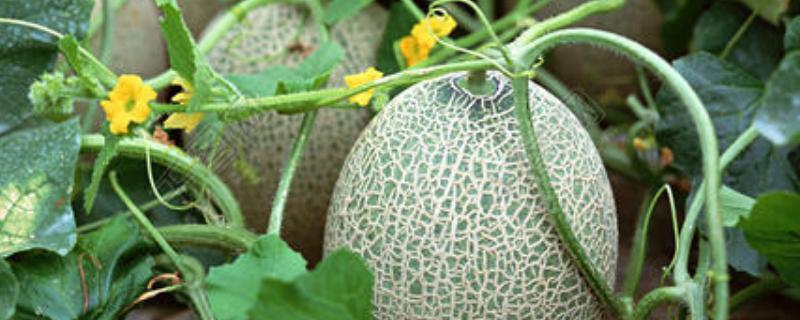 哈密瓜种子种植方法，宜选择颗粒饱满的种子