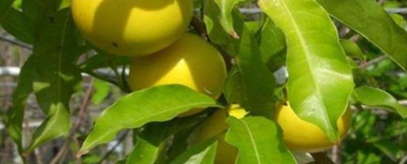 黄晶果种植技术，注意病虫害防治
