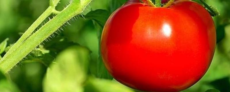 西红柿的营养价值，食用番茄的注意事项