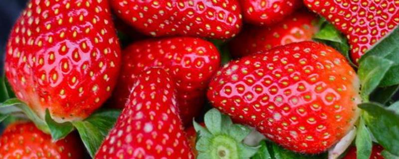 如何种草莓，施肥的注意事项