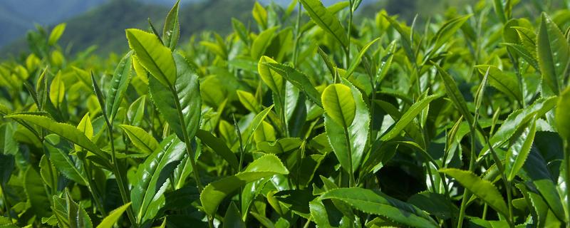 台湾高山茶属于什么茶，附价格是多少