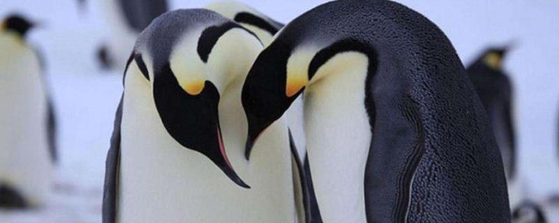 企鹅是保护动物吗，主要分布在哪里