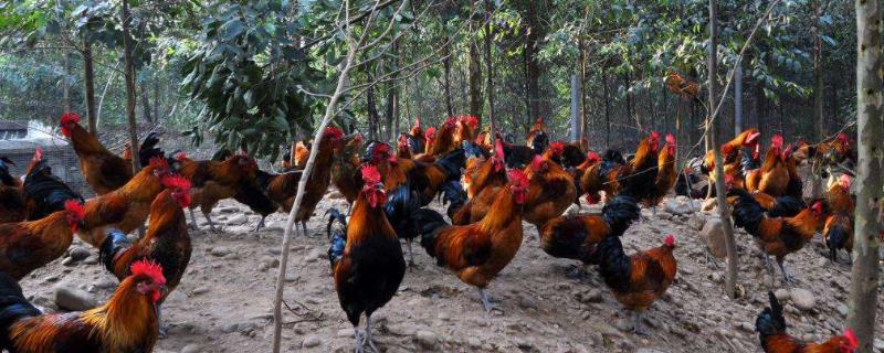 林下土鸡养殖技术，适合林下养殖的土鸡有哪些品种