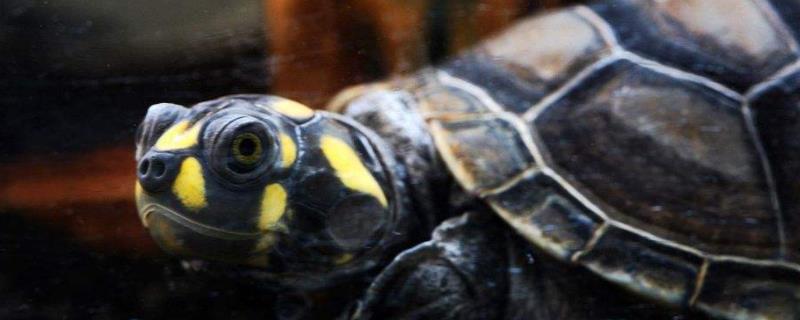 黄头侧颈龟能长多大，附生活习性