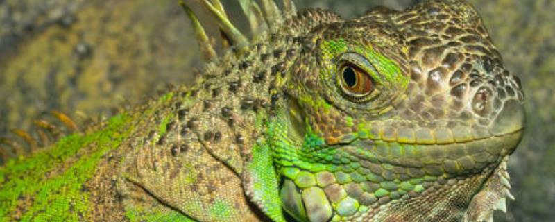 绿鬣蜥一般吃什么食物？它是国家保护动物吗