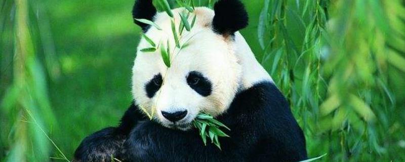大熊猫的生活习性，食物有哪些