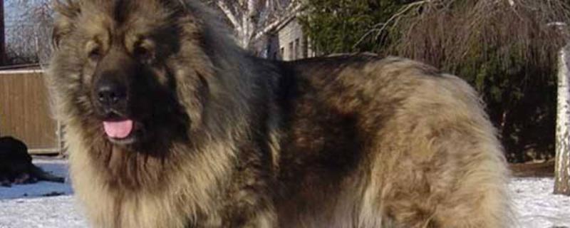 高加索犬和藏獒比起来哪个厉害？高加索犬和藏獒的特点