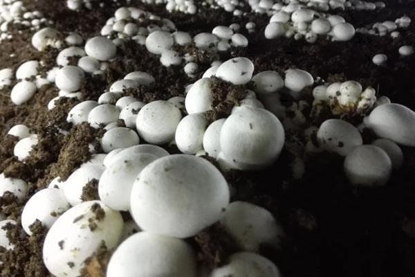 牛粪种蘑菇方法