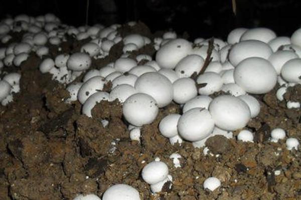 牛粪种蘑菇方法