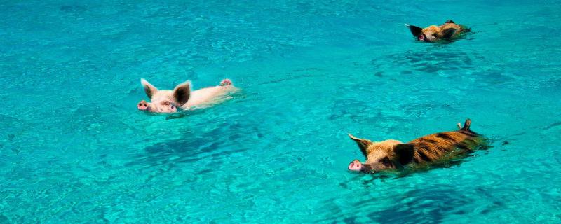 猪会游泳吗？不仅会，游得还挺好