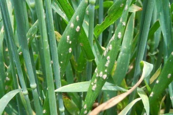 小麦常见病虫害及防治