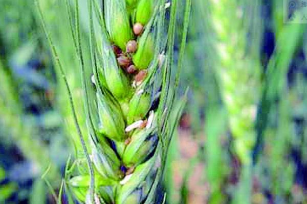 小麦常见病虫害及防治