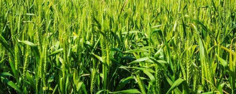 小麦常见病虫害及防治，主防白粉病、锈病及蚜虫