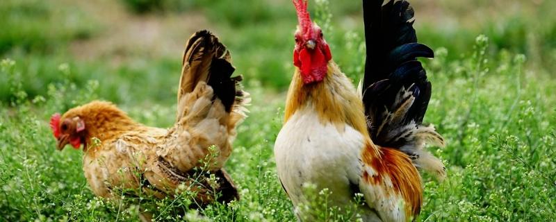 鸡的种类有哪些，推荐6种常见养殖型鸡种
