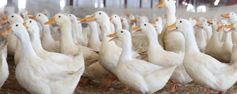 肉鸭养殖注意事项，注意加强通风、遮阳降温及降低养殖密度