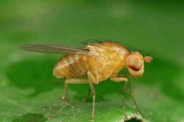 果蝇的危害性，怎么防治