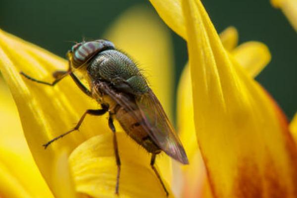 果蝇的危害性，怎么防治