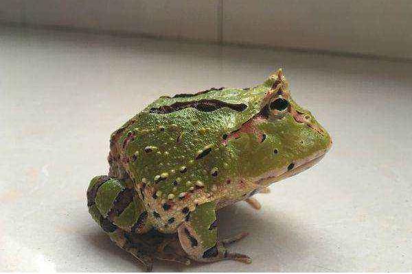 蝴蝶角蛙寿命