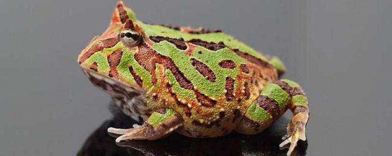 蝴蝶角蛙寿命，附挑选蝴蝶角蛙的方法