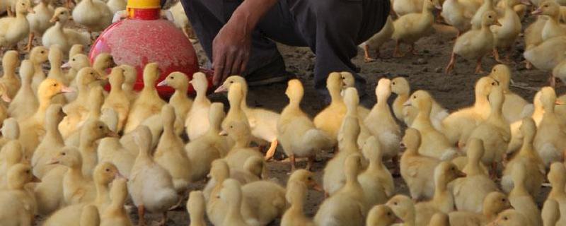 大棚养鸭技术，大棚、鸭舍、鸭苗在养殖之前都要消毒