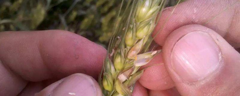 小麦吸浆虫用什么药，分别介绍蛹期和成虫期的防治方法