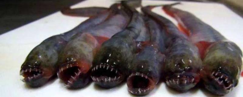 狼牙虾虎鱼吃什么，分布在什么地方