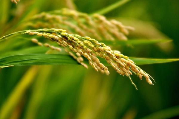 水稻亩产多少斤