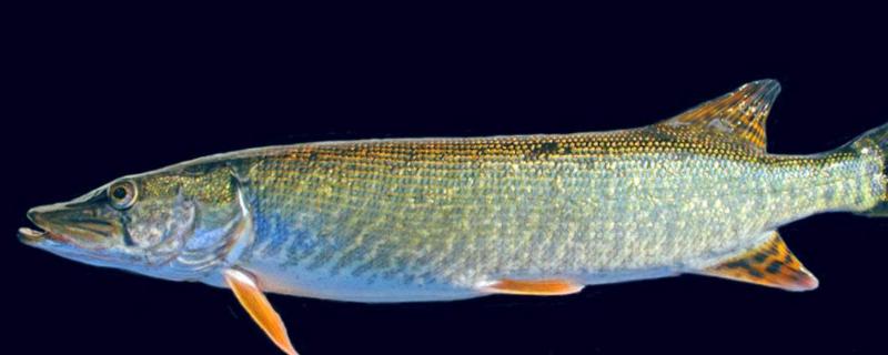 白斑狗鱼产量低的原因，水质要求高，繁殖能力低