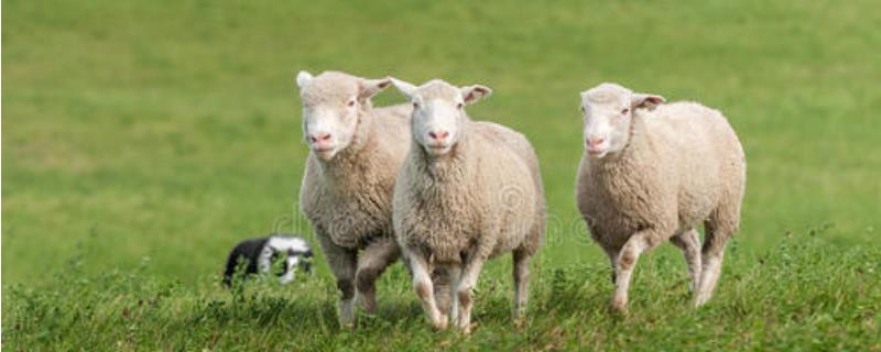绵羊养殖技术，根据需求选择绵羊品种